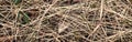 Closeup of old aged dry grass straw background texture. Macro of textured eco natural backdrop. Ecological organic autumn fall Royalty Free Stock Photo