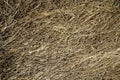 Closeup of old aged dry grass straw texture background Royalty Free Stock Photo