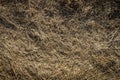 Closeup of old aged dry grass straw texture background Royalty Free Stock Photo