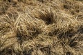 Closeup of old aged dry grass straw texture background Royalty Free Stock Photo