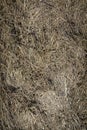 Closeup of old aged dry grass straw texture background Royalty Free Stock Photo