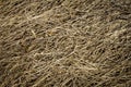 Closeup of old aged dry grass straw texture background Royalty Free Stock Photo