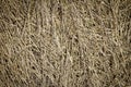 Closeup of old aged dry grass straw texture background Royalty Free Stock Photo