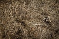 Closeup of old aged dry grass straw texture background Royalty Free Stock Photo