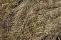 Closeup of old aged dry grass straw texture background Royalty Free Stock Photo