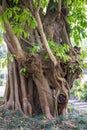 Closeup of old banyan tree and aerial roots in the park