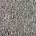 Closeup of old beech tree bark Royalty Free Stock Photo