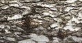 Closeup of old birch trunk texture