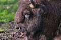 Closeup of an old bison with a thick wooly brown coat, sleeping under the sunlight in a grassy field Royalty Free Stock Photo