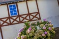 old brittany house with windows and hydrangea plant at the forefront