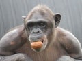 Closeup Chimpanzee Sitting down and Eating Fruit short hair Royalty Free Stock Photo