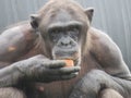 Closeup Chimpanzee Sitting down and Eating Fruit short hair Royalty Free Stock Photo