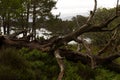 Closeup of old dead broken big tree on the ground in green forest near the lake, Newcastle, UK Royalty Free Stock Photo