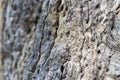 Closeup old dead tree wood background Royalty Free Stock Photo