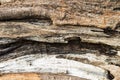 Closeup old dead tree wood background Royalty Free Stock Photo