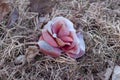 Closeup of an old dirty fake flower at an old delapidated looking graveyard on a gray gloomy day, in Upstate New York