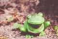 Closeup of an old and dirty toy frog placed on the ground