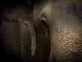 Closeup Old elephant in Thailand sanctuary Royalty Free Stock Photo