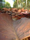 Closeup of a old leaves on ground