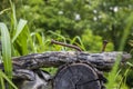 Closeup of old logs with giant rusty nails on the ground with intensely green bokeh weed and tree background