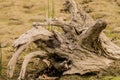 Closeup of old piece of driftwood Royalty Free Stock Photo