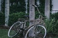 Closeup of an old rusty bicycle leaning on a tree trunk in a park outskirt