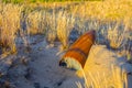 closeup old rusty bomb lie in sandy prairie