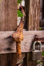 Closeup of an old rusty gate hinge and a padlock on a wooden door Royalty Free Stock Photo