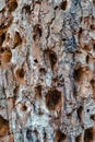 Closeup of Old Tree Bark With Plenty of Holes in Polesye Natural Resort