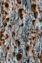 Closeup of Old Tree Bark With Plenty of Holes in Polesye Natural Resort