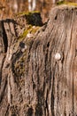 Closeup of Old Tree Bark With Plenty of Lines in Polesye Natural Resort