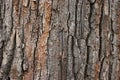 Closeup of an old tree bark. The rough skin of an old tree. Natural wood background. Closeup of Wooden texture Royalty Free Stock Photo