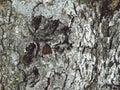 Closeup of Old tree skin surface.Rough texture Royalty Free Stock Photo