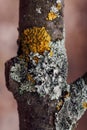 Closeup of old tree trunk of apple-tree covered with lichen of gray and yellow color with blurred background in forest