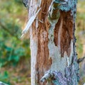 Closeup of an old tree trunk in a forest in summer. Beautiful nature scenery of a branch or bark in an isolated woodland Royalty Free Stock Photo