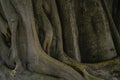 Closeup old trunk and root of banyan tree. Large tree trunk in tropical forest. Twisted pattern of tree trunk texture background.