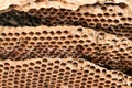Closeup old wasp honeycomb