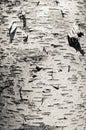 Closeup of old weather beaten birch tree bark texture background pattern monochrome black and white Royalty Free Stock Photo