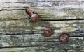 Closeup of old wood background with three rusty nails. Royalty Free Stock Photo