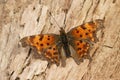 Closeup on an old and worn out overwintering anglewing Comme butterfly , Polygonia c-album butterfly in the garden