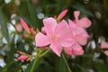 Closeup of an oleander flower Nerium oleander