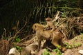 Closeup of Olive Baboons