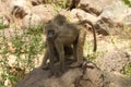 Closeup of Olive Baboons