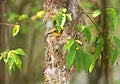 Closeup Olive-Backed Sunbird in Nest on Nature Background