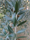 Closeup of olive leaves, various shades of green