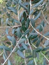 Closeup of olive leaves, various shades of green