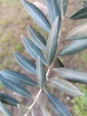 Closeup of olive leaves, various shades of green