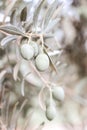 Closeup of olive tree fruit, silver and green leaves and branches in olive grove. Selective focus, blurred backgound