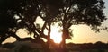 Silhouette of a olive tree Royalty Free Stock Photo