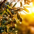 Closeup of olives with dew drops on the branch of olive tree on the sunset. Generative AI Royalty Free Stock Photo